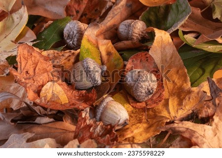Horizontal image of acorn nuts from an oak tree nestled in colorful leaves in autumn colors. Royalty-Free Stock Photo #2375598229