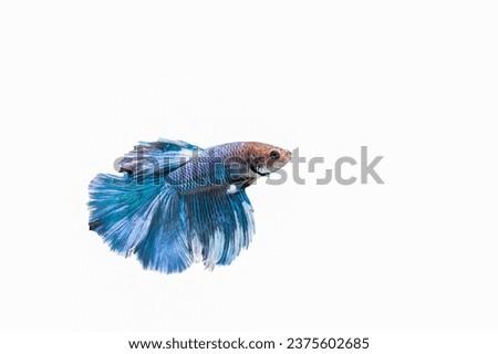 Siamese fighting fish half moon tail betta fighting fish in Thailand Isolated on white background.