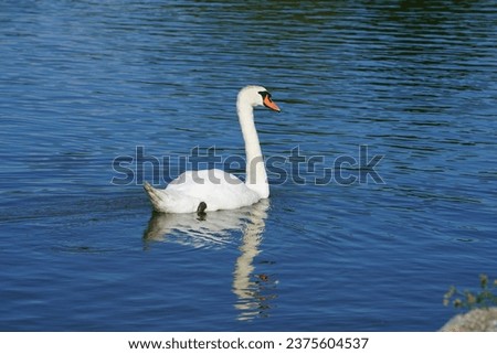 A white mute swan swims on the Biesdorfer Baggersee lake in August. The mute swan, Cygnus olor, is a species of swan and a member of the waterfowl family Anatidae. Berlin, Germany Royalty-Free Stock Photo #2375604537