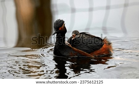 Black necked grebes with chicks