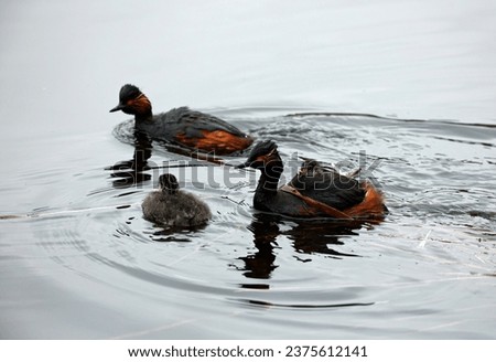 Black necked grebes with chicks