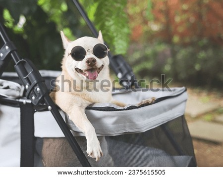 Portrait of brown short hair chihuahua dog wearing sunglasses,  standing in pet stroller in the garden  with green plant background. Smiling happily.