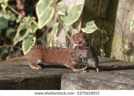 Weasel with Mouse Prey, Suffolk Royalty-Free Stock Photo #2375633015