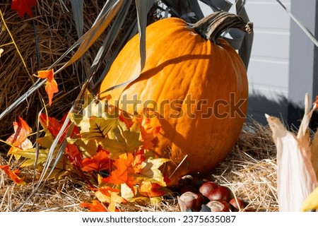 Halloween celebration. Happy Halloween. Halloween decorations. Pumpkins with autumn leaves still life. Preparation to festival. 