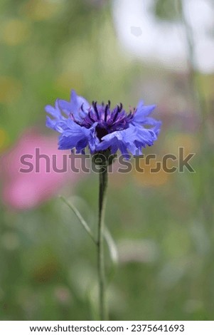 closeup of a blue cornflower
