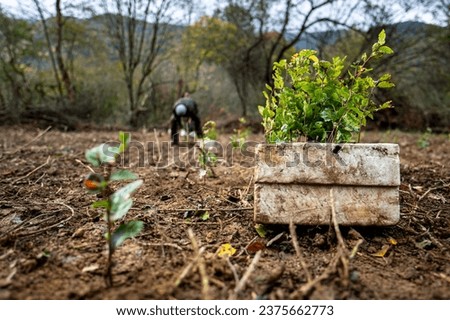 Planting a forest, artificial forest regeneration. Beech seedlings with a covered root system. Royalty-Free Stock Photo #2375662773