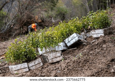 Planting a forest, artificial forest regeneration. Beech seedlings with a covered root system. Royalty-Free Stock Photo #2375662775