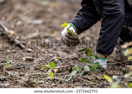 Planting a forest, artificial forest regeneration. Beech seedlings with a covered root system. Royalty-Free Stock Photo #2375662791
