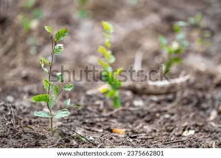 Planting a forest, artificial forest regeneration. Beech seedlings with a covered root system. Royalty-Free Stock Photo #2375662801