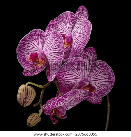 Beautiful blooming purple-white Phalaenopsis inflorescence with buds isolated on black background. Studio close-up photography. Royalty-Free Stock Photo #2375663355