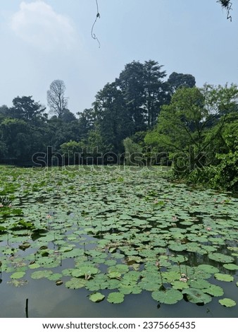 Big lotus ponds with its flower blooms during hot sunny day