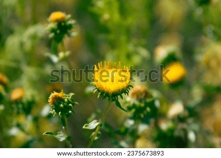 Blooming Grindelia Squarrosa flowers on sunny day