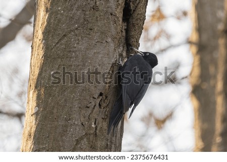 Black woodpecker calling near tree hole
