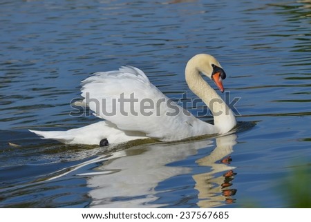White swan swimming on blue lake. 