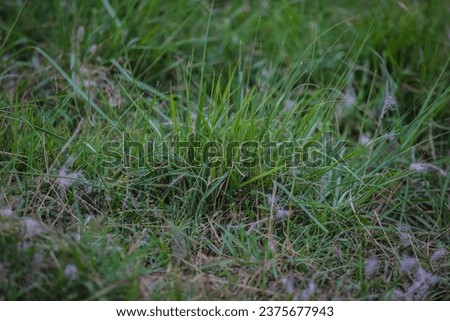 Green grass texture background, Green lawn, Backyard for background, Grass texture, Green lawn desktop picture, Park lawn texture.
 