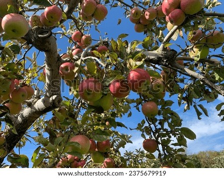 Apple Gala. Here are pictures of many types of gala apples.taste is so sweet.