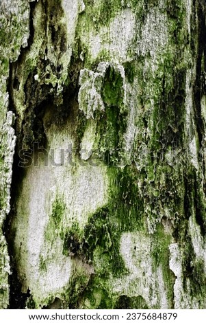 Abstract vertical photography of mossy green tree trunk details and patterns, art in nature, Tenerife, Spain