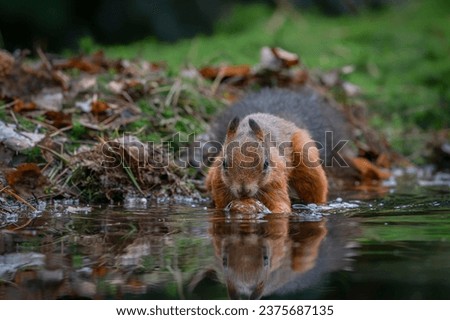 Eurasian red squirrel (Sciurus vulgaris) eating a walnut in a pool of water  in the forest of Noord Brabant in the Netherlands. Autumn day in a deep forest in the Netherlands.