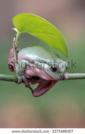 Green tree frog on a tree