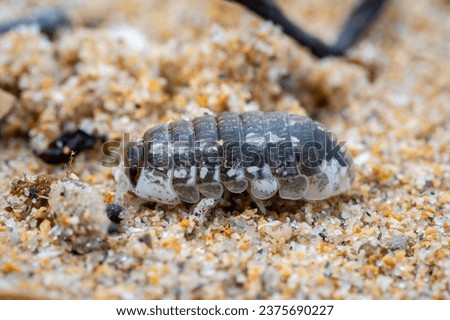 macro close up of a woodlouse (Tylos europaeus) on the sea sand with blurred background