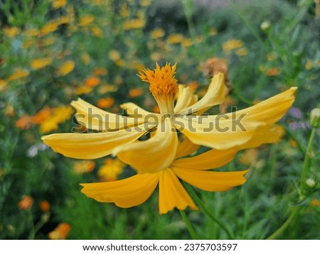 Yellow Cosmos(Mexican aster) flowers, dark green leaves  Deeply wavy, feather-like, 5 - 7 lobes. Petals are yellow, orange, reddish-orange, and two colors in the same flower.