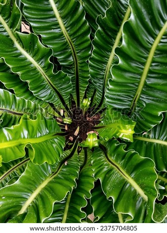 close-up Asplenium sp Cobra green leaves (Cobra Bird's nest fern)
