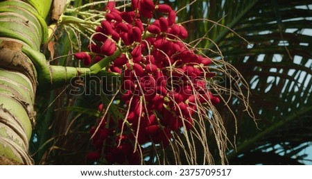 Close-up of Red betel nut on Areca palm tree. Fruits ripen on a tree in the wild. Bunch swaying in the wind. Royalty-Free Stock Photo #2375709517