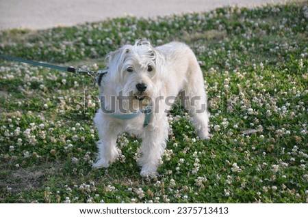 A senior white terrier poses in a grassy field full of clover.
