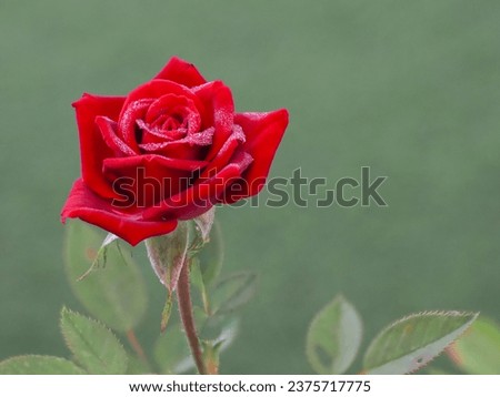 A rose is either a woody perennial flowering plant of the genus Rosa ,in the family Rosaceae or the flower it bears. There are over three hundred species and tens of thousands of cultivars.