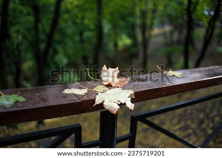 In the urban park, autumn paints a picture of leaves gracefully descending onto benches, the ground, and wooden boardwalks.