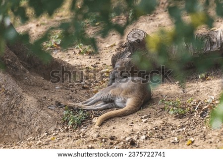 A small kangaroo lies in the shade under a tree