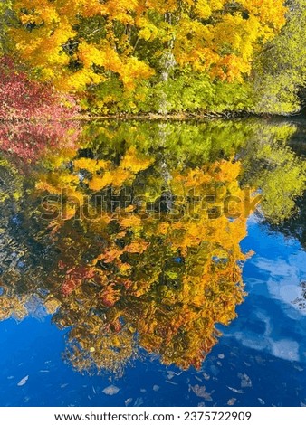Autumn trees with yellow leaves in the blue sky background