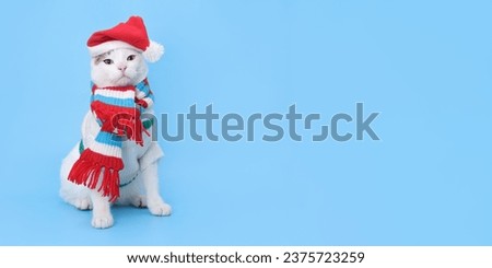 Studio portrait of a white cat looking at camera against a blue background. Funny kitten wearing warm sweater scarf and Santa Claus xmas red cap. Cat with Santa hat. Place for text. Pet. Xmas. Winter