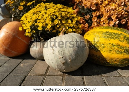 Pumpkins with autumn flowers, pumpkin patch at farm. Beautiful autumn decor