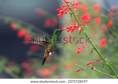 Copper-rumped hummingbird, Amazilia tobaci, in flight with brightly lit red flowers and gray background