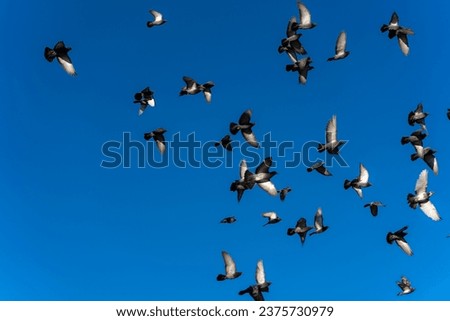 Background of flock of birds on the blue sky