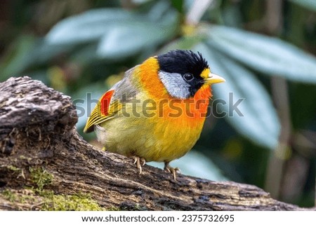 An adult silver-eared mesia, Leiothrix argentauris, is a small and colourful species of bird endemic to South East Asia. Perched on a dead log and with a foliage background. Royalty-Free Stock Photo #2375732695