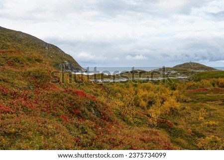 great autumnal red-colored plants in the barren nature of the island of Kvaløya, in Troms, Norway. deep glacial valleys with colored trees and rocky peaks in autumn. wonderful, quiet natur for hiking