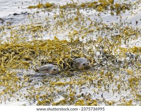 Female Otter with cub, hiding in seaweed
