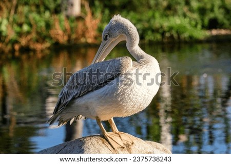 A Pink-backed Pelican, Pelecanus rufescens, in Czech ZOO Royalty-Free Stock Photo #2375738243
