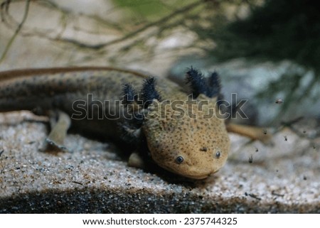 Lake Patzcuaro salamander at the Munich Zoo