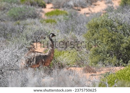 The emu (Dromaius novaehollandiae) is the second-tallest living bird after its relative the ostrich