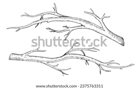 Branch tree set. Vector illustration of dry leaf less twig. Hand drawn graphic clip art of bare on isolated background. Linear drawing of bark bough. Outline sketch of stick. Black contour line art