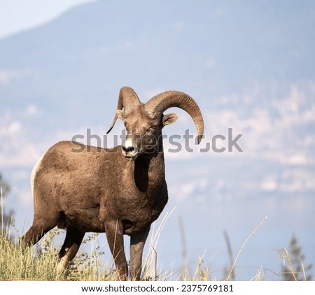 Big horn sheep in canada Royalty-Free Stock Photo #2375769181