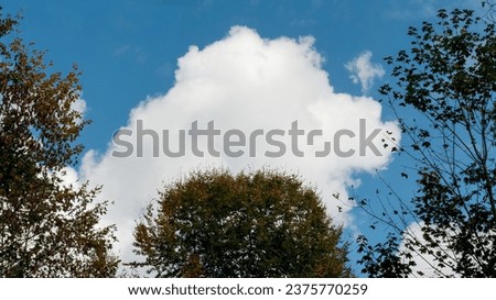 White cloud in the sky over the treetops
