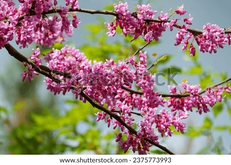 Close-up of purple spring blossom of Eastern Redbud, or Eastern Redbud Cercis canadensis in sunny day. Selective focus. Nature concept for design. Royalty-Free Stock Photo #2375773993