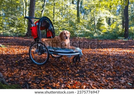 Dog buggy with golden retriever with injured leg being taken out for a walk in the autumn woods Royalty-Free Stock Photo #2375776947