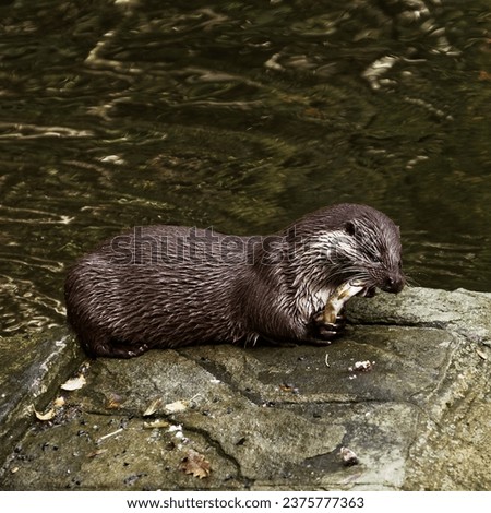 An otter eating a fish on a stone