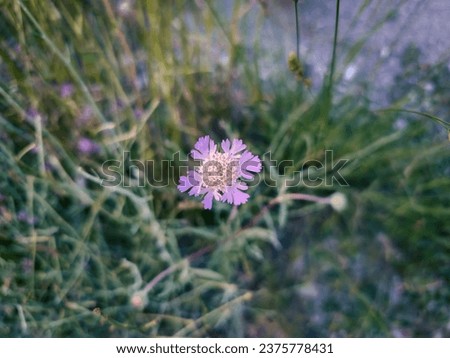 Pinkish purple flower. Maybe pincushion flower aka caucasian scabious (Lomelosia Caucasica) As if it symbolizes naturalness, wildness, a naivety that does not contradict this. Royalty-Free Stock Photo #2375778431