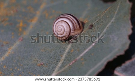 Cepaea hortensis: The polymorphic White-Lipped Snail on leaf. Autumn season Royalty-Free Stock Photo #2375785691